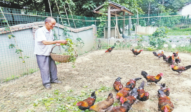生态养鸡增效益