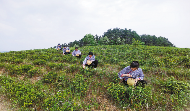 黄家店村 以茶为业 靠茶致富
