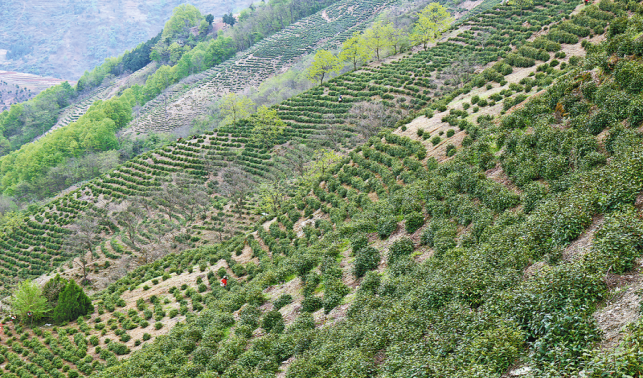 春到法官茶飘香