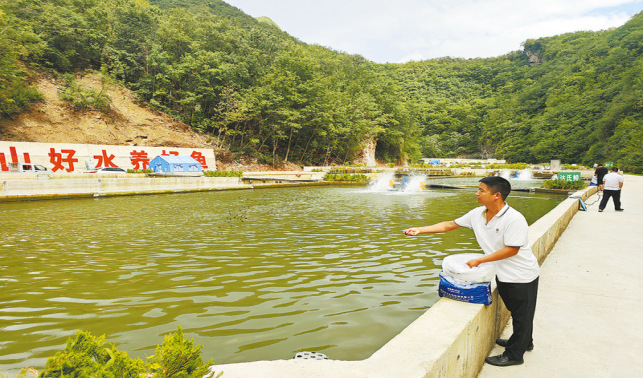 两岔河村冷水鱼养成记