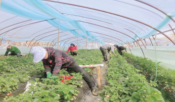 打通线上新销路 草莓红到“朋友圈”