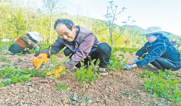 郭湾村 中药材成增收“良方”