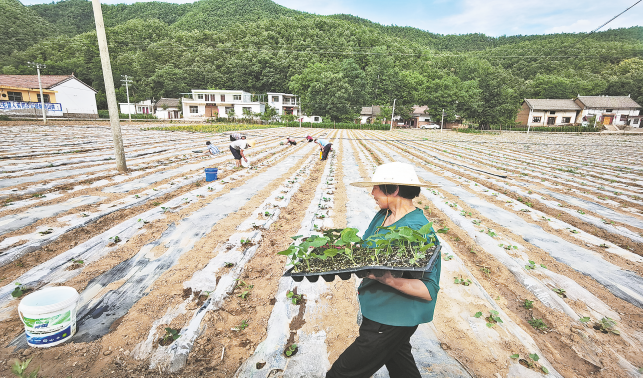 流转土地建基地 群众增收有保障