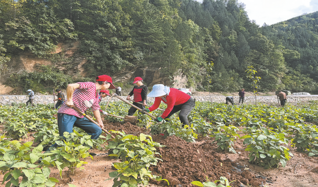 建设农旅樱谷 增加群众收入