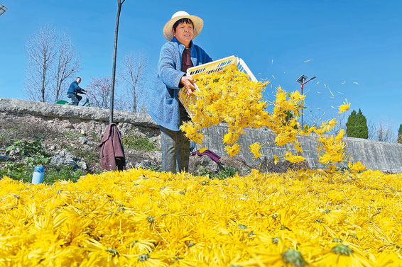 菊花丰收采摘忙