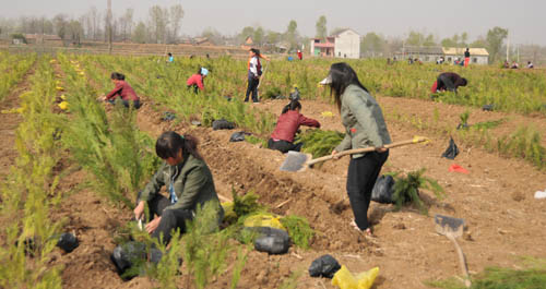 洛南县组织群众建松柏树苗圃