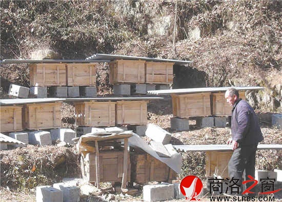 万寿村七组雷战胜检查新安装的蜂箱