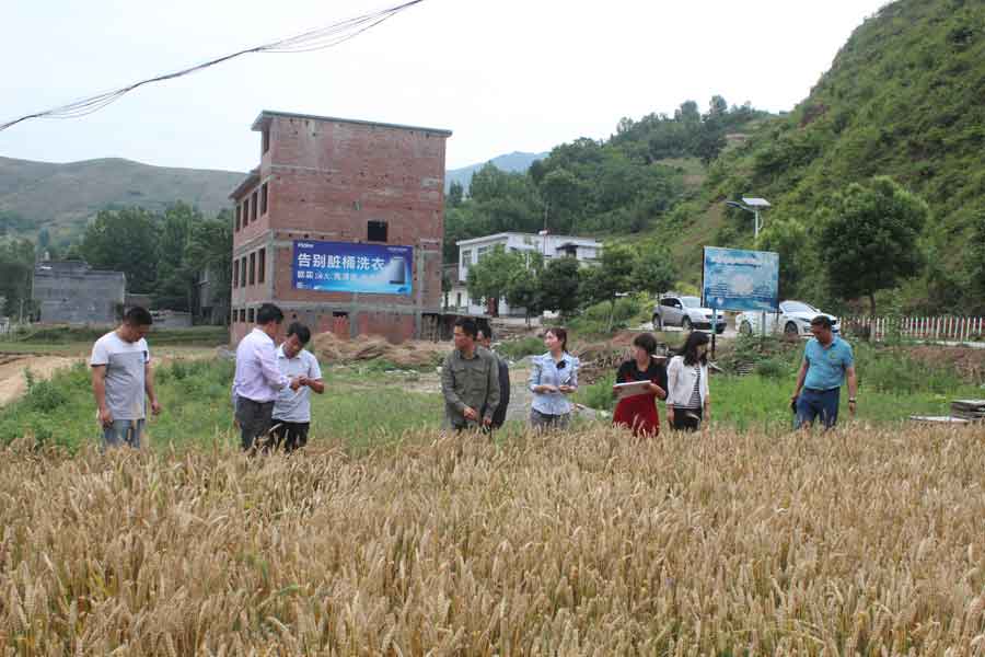 商洛市植保站检查组来山阳检查指导小麦一喷三防工作