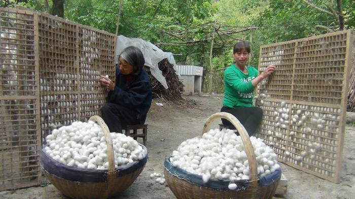 洛南县四皓今年第一茬蚕茧喜获丰收