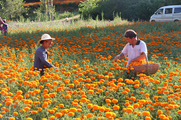 商州区北宽坪镇万寿菊花开正艳软黄金敲响致富门