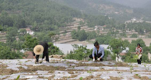 镇安县米粮镇抢墒栽植烤烟2660亩