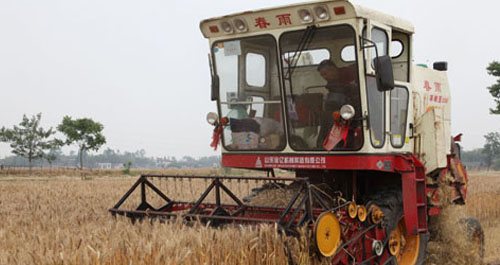 商南小麦喜开丰收镰