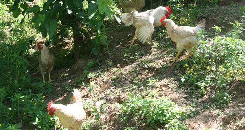 镇安发展土鸡养殖拓宽致富路