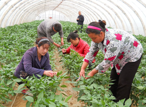 丹凤县铁峪铺镇东川村建起辣椒杂交制种基地