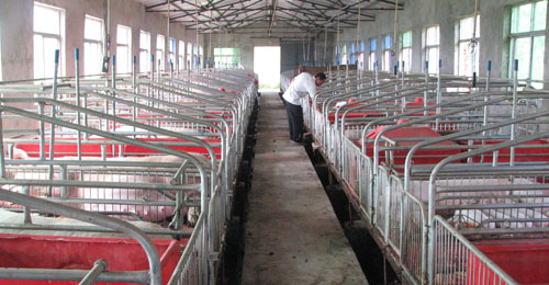 洛南县加快“洛猪”品牌的建设步伐