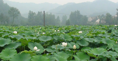 商南县新发展九眼莲菜150亩