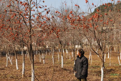 甜甜的柿子伤透了果农心