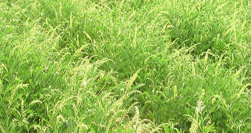 柏峪寺镇中药材产业起步良好