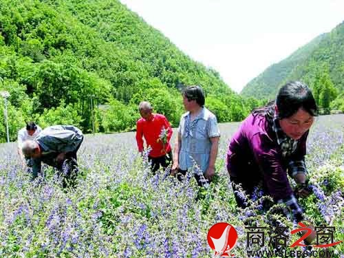 屈家涧的订单农业