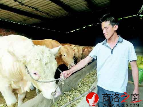 高盘龙精心的喂养着自己的牛群