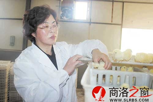 张丹英在孵化厂查看鸡苗长势