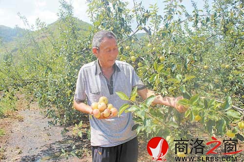 万湾村四组村民张现锁用沼液回田后，水果长势喜人。