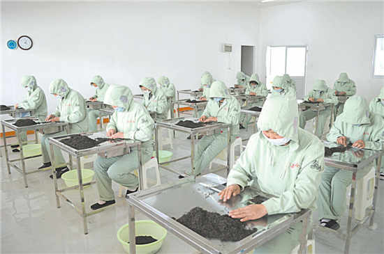 改变陕茶格局的秦岭红