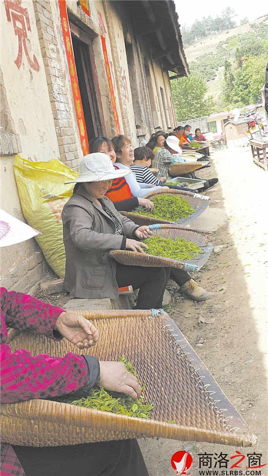 红茶的发展，带动了留守妇女就地就业。