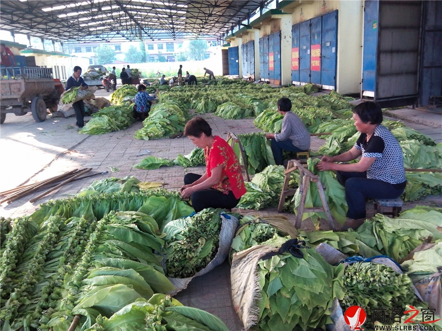 洛南十万亩烤烟成熟进入烘烤期