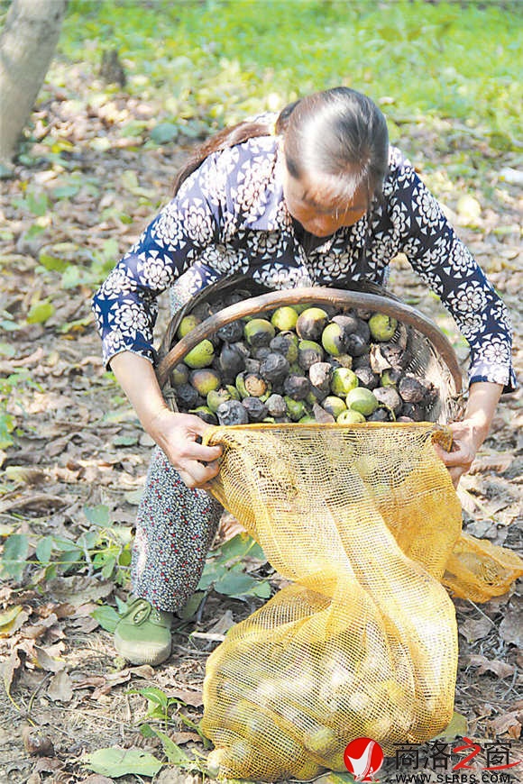 缺乏科学管理,核桃多半是“黑蛋”。