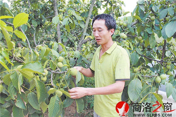 科学管理到位,商州区陈塬街道办事处上河村村民王锋的三棵核桃枝繁叶茂、果实累累,由于品质好,目前已被人订购。