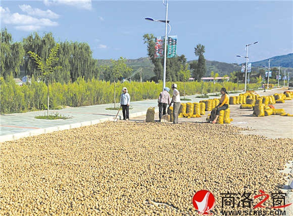 洛南县石门镇产业大户正在晾晒核桃，由于集约化经营，科管到位，核桃品质高。