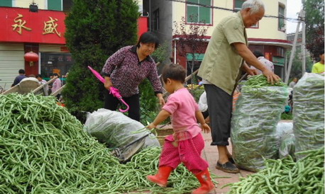 洛南县景村镇迎来豆角销售高峰