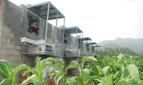 柞水烟农喜获丰收