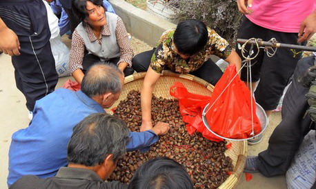 景村镇板栗丰收集市交易火爆