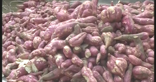 洛南县王岭乡红薯喜获丰收