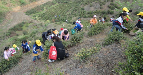 党马逸夫小学组织学生学习采茶技巧