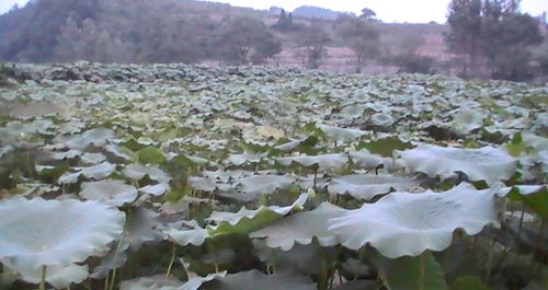 商南县百亩莲鱼共养示范基地显成效