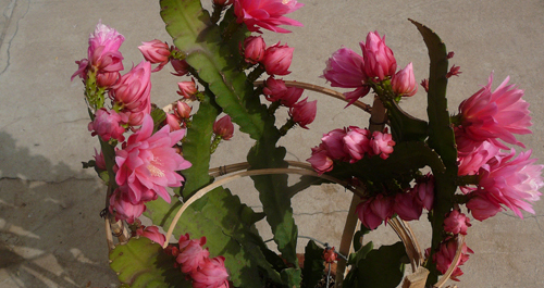 一株令箭荷花开出一百零八朵花
