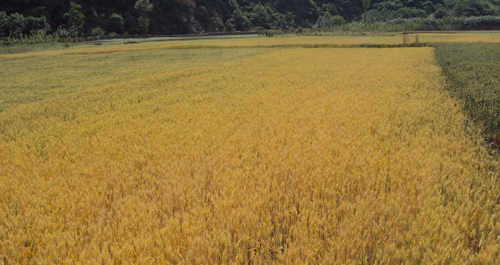 十里坪镇小麦丰收在望