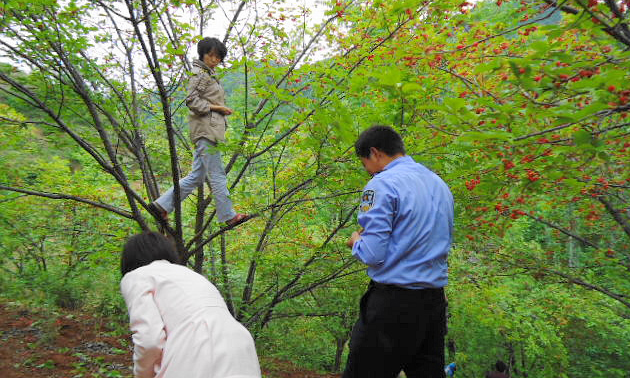 洛南县景村镇的樱桃沟