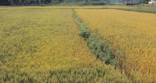 喜看麦穗千层浪