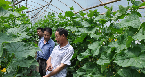 凤凰镇桃园村引进推广“ST生物防虫剂”