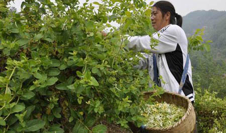 镇安米粮农民喜摘“致富花”