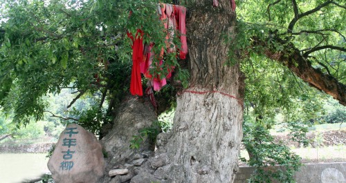 丹凤一千年古柳被开发