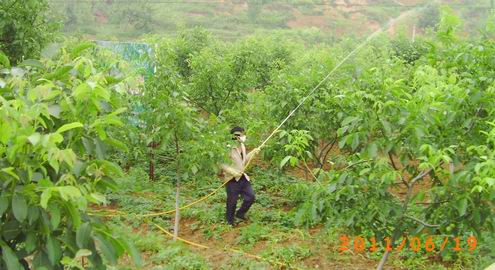 山阳巡回开展经济林病虫害防治工作