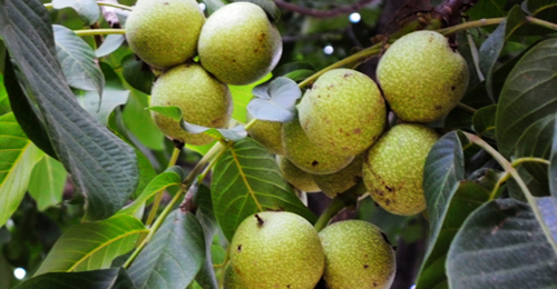 核桃大镇景村镇 果实累累丰收景