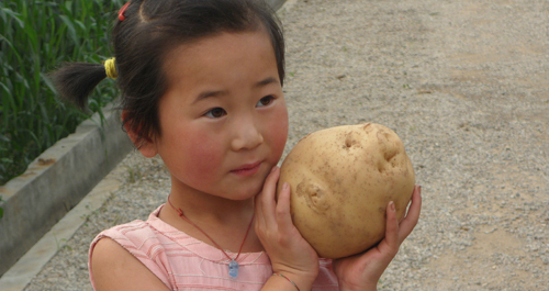 石门镇马铃薯高产创建项目喜获丰收