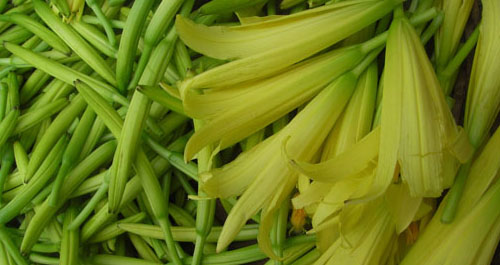 景村镇黄花菜正值采摘时