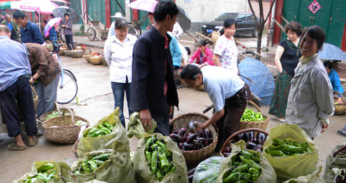 景村蔬菜喜获丰收 外地客商上门收购